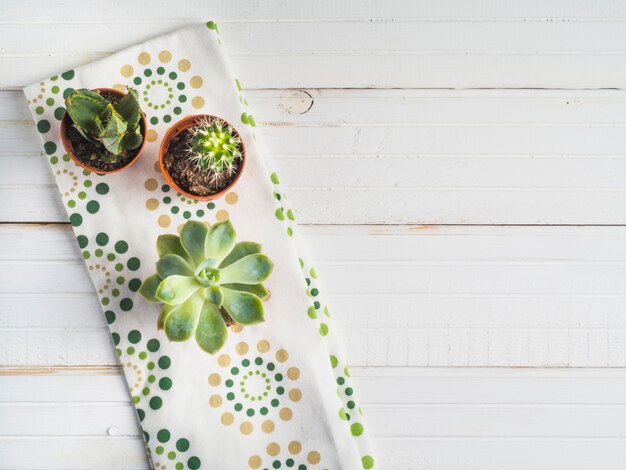 Potted succulent plant on napkin over the white table