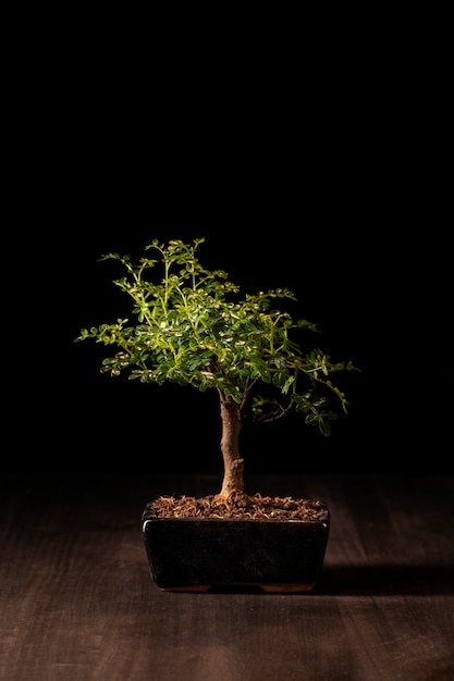 Potted tree on wooden surface