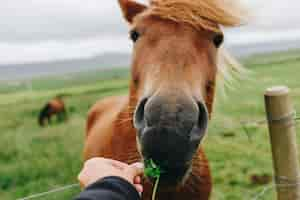 Free photo pov woman feeds wild horse