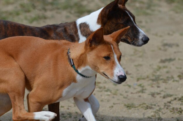 Prancing pair of Basenji dogs together.