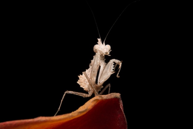 Mantide religiosa sul fiore