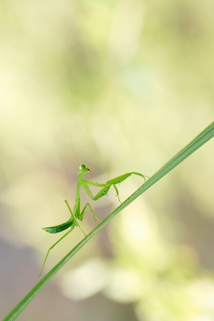 Praying mantis over a leaf