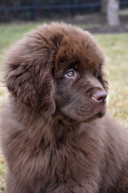 귀중 한 솜 털 갈색 뉴펀들랜드 강아지 귀여운 찾고