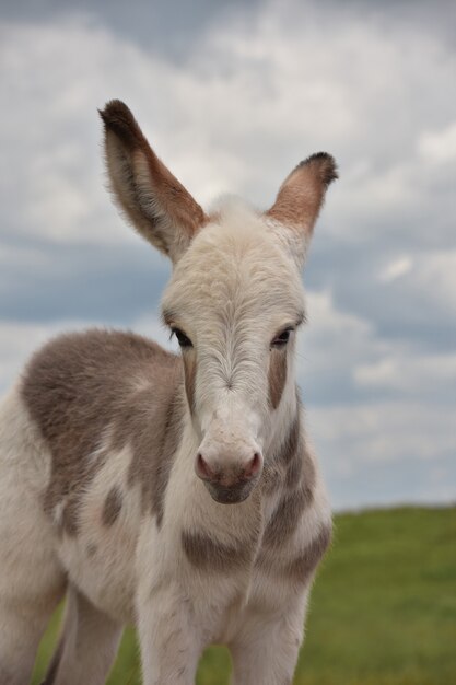 Precious look up into the face of a cute baby donkey in Custer.