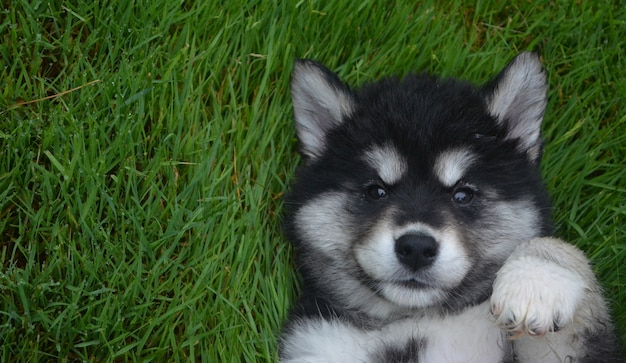 Precious sweet face of an aluasky puppy on his back in grass.