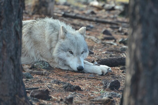 Драгоценный белый волк отдыхает в отдаленном месте