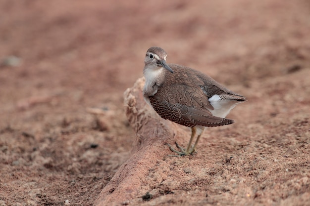 Preening  Common sandpiper Actitis hypoleucos . Ghadira Nature Reserve, Malta, Mediterranean