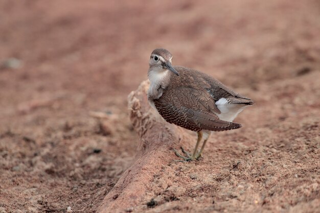 Preening  Common sandpiper Actitis hypoleucos . Ghadira Nature Reserve, Malta, Mediterranean