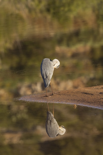 Free photo preening grey heron ardea cinerea