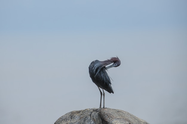 무료 사진 리틀 블루 헤론 egretta caerulea preening