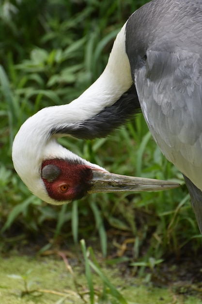 Preening White Naped Crane Up Close and Personal