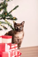 Presents under a christmas tree and cat. happy new year and merry christmas celebration concept.