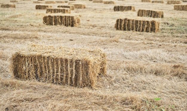 Прессованные соломенные брикеты, оставшиеся от урожая, лежат на поле