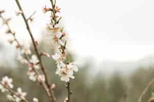 Foto gratuita fiori di mandorlo abbastanza