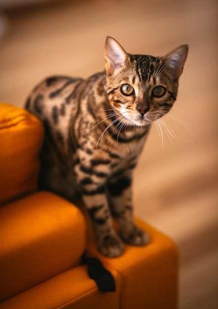 Pretty Bengal cat stands on yellow couch 