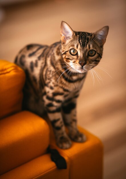 かわいいベンガルの猫は、黄色のソファーの上に立つ