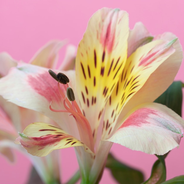 Pretty bloomed flower close-up