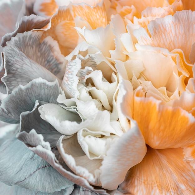 Pretty bloomed flower close-up