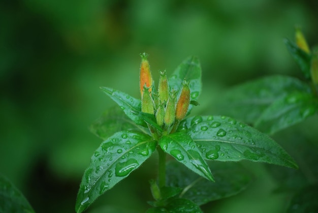 Pretty blooming primrose buds in a garden with rain drops.