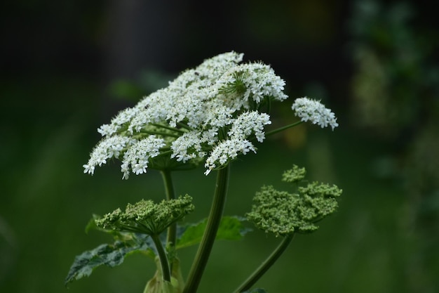 Pretty blooming white Queen Annes Lace flowering in the summer