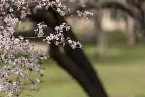 Free photo pretty branches with flowers