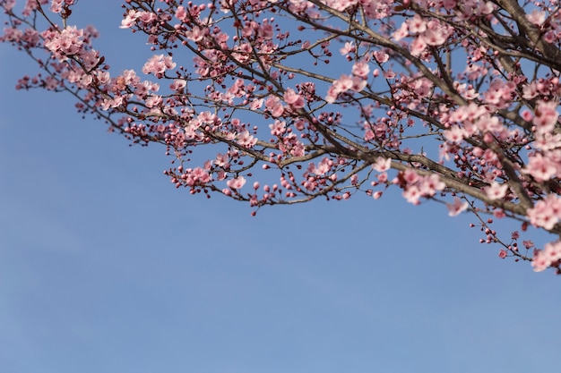 Бесплатное фото Довольно ветви с розовыми цветами
