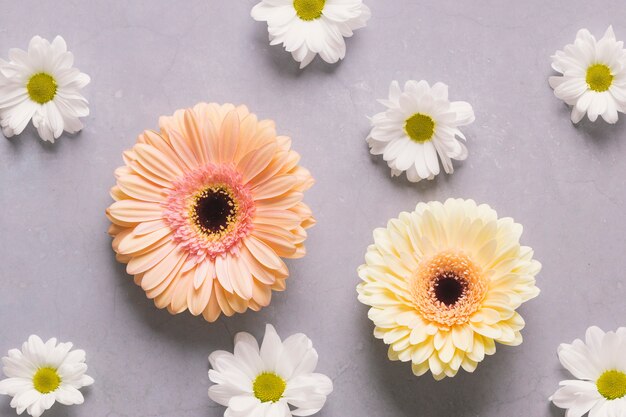 Pretty daisies on light background