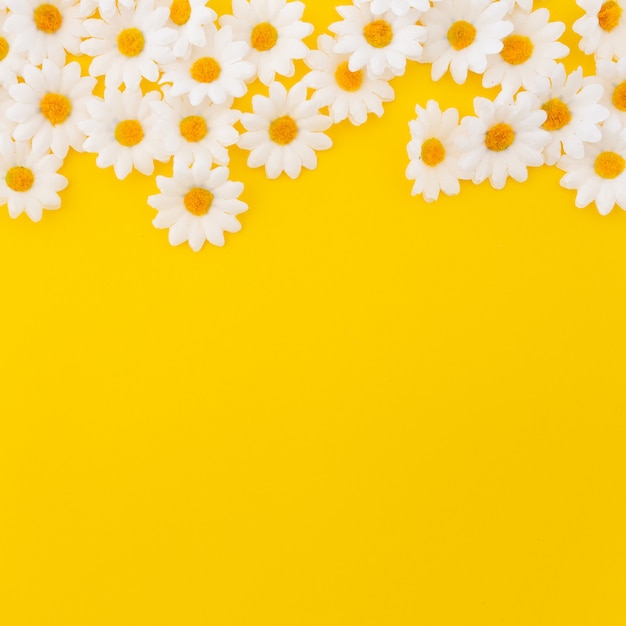 Free photo pretty daisies on yellow background with copyspace at the bottom