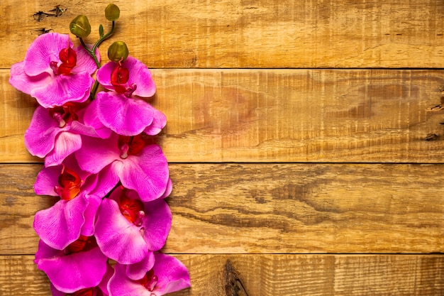 Pretty elegant pink flowers on wooden background