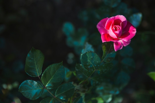 Foto gratuita bel fiore sul cespuglio