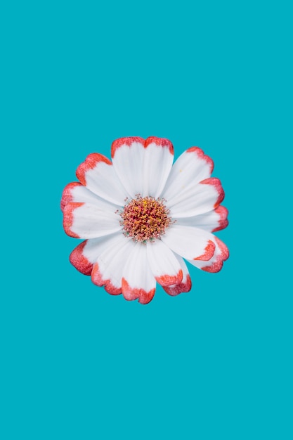 Pretty flower on turquoise background