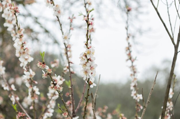 Pretty flowering twigs with sky background