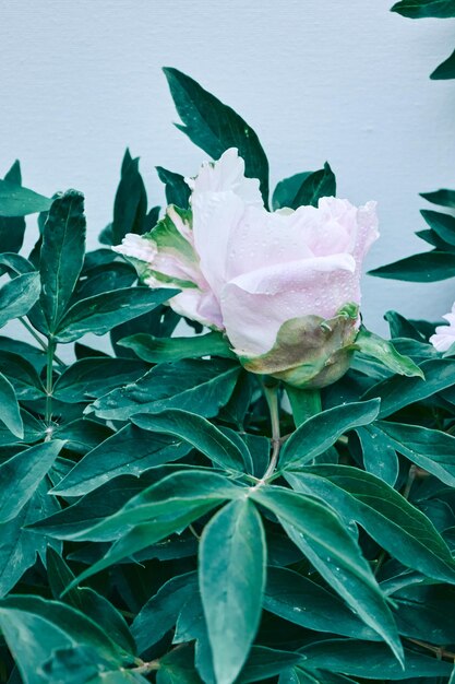 Pretty fresh suffruticosa peony flowers on green branches with leaves Card Concept
