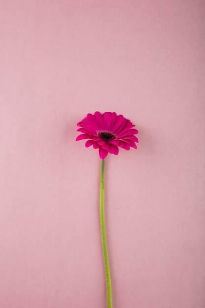 Pretty gerbera on pink