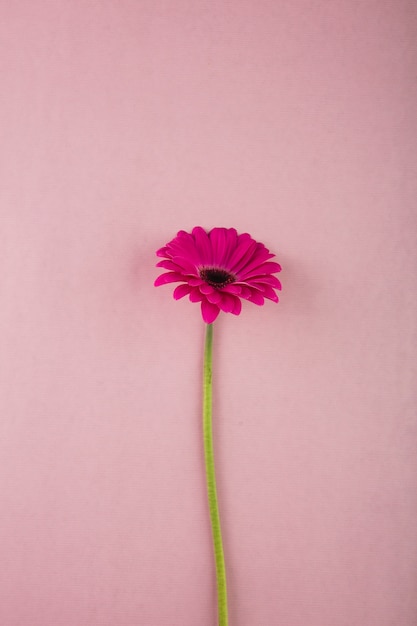 Pretty gerbera on pink