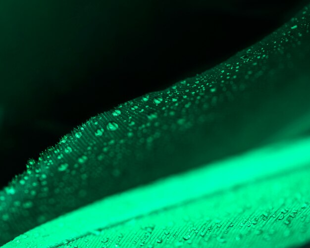 A pretty green peacock feather with a clear water drop against black backdrop