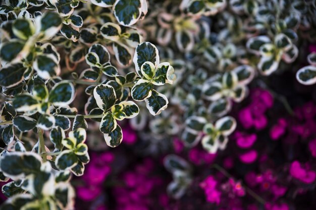 Pretty leaves over flower bed