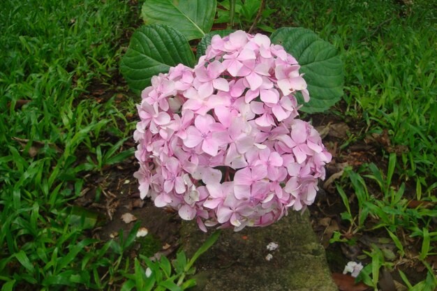 Pretty lilac flower