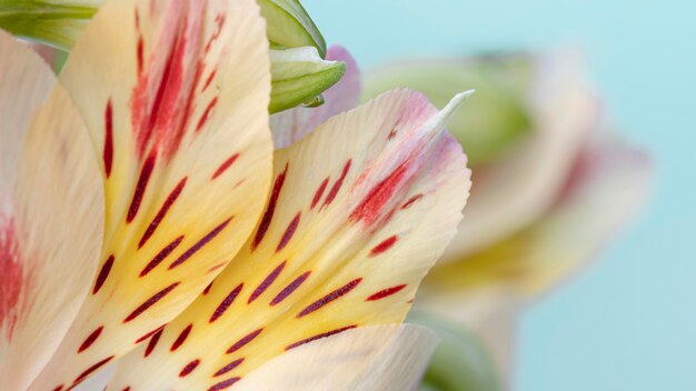 Pretty macro bloomed flower