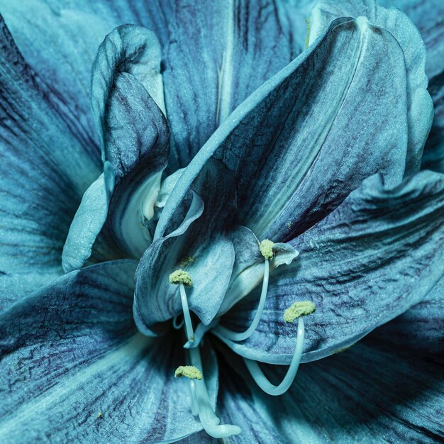 Довольно макрос синий цветок