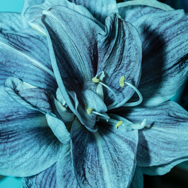 Бесплатное фото Довольно макрос синий цветок