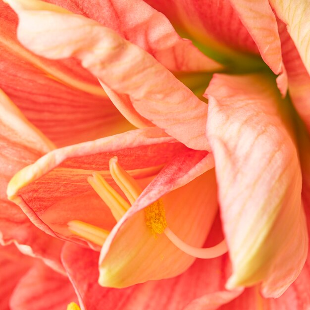 Pretty macro peachy flower