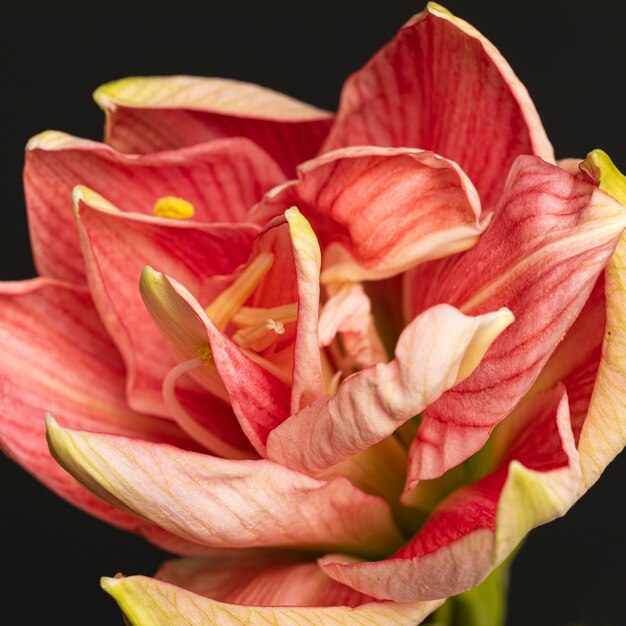 Pretty macro peachy flower