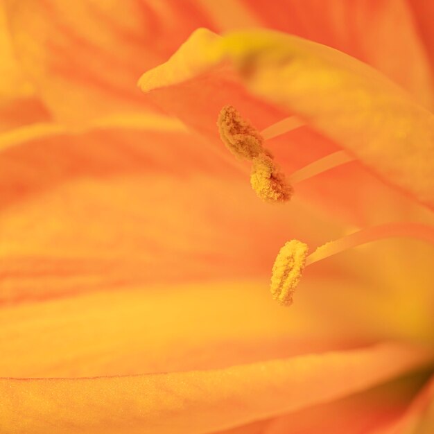 かなりマクロな春の花