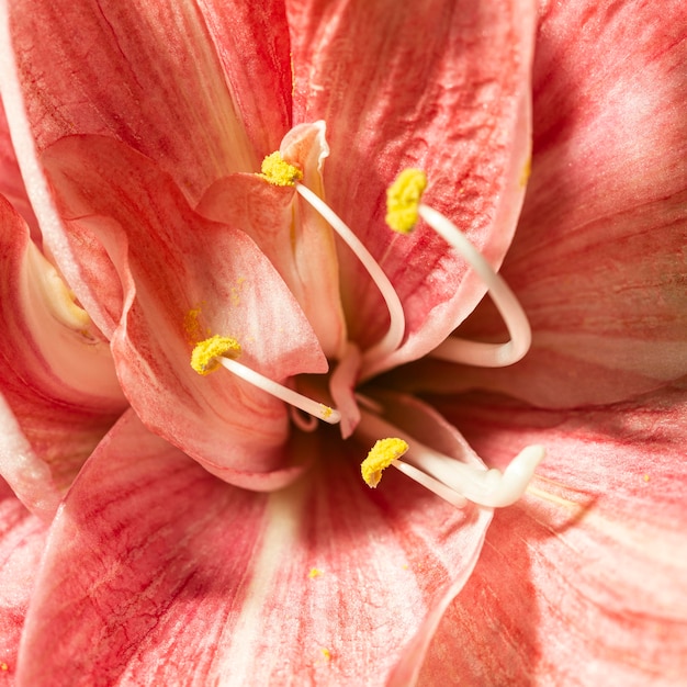 かなりマクロな春の花