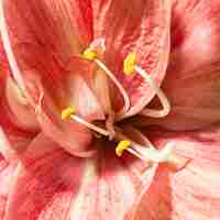 Бесплатное фото Довольно макро весенний цветок