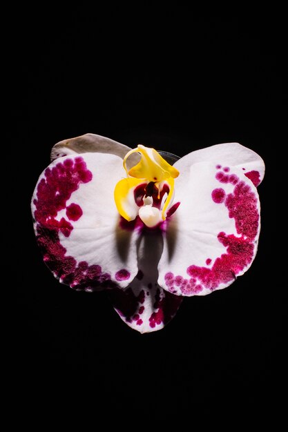 Pretty orchid on black