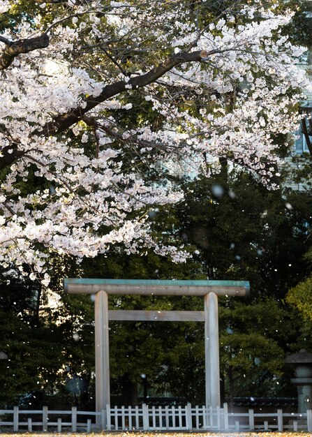 日光の下で東京のきれいな桃の木の花