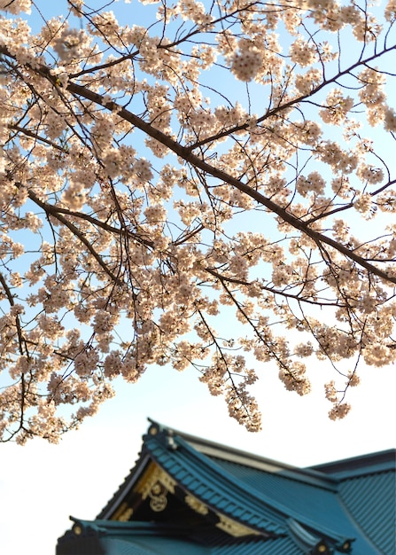 Бесплатное фото Красивое цветущее персиковое дерево в токио при дневном свете