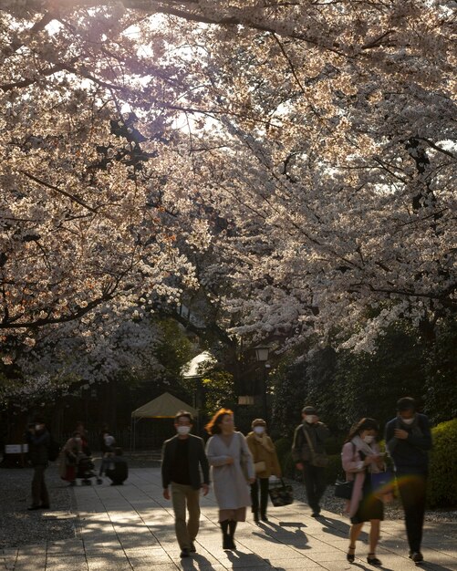 Pretty peach tree blossom in tokyo in daylight